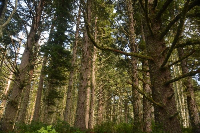 old-growth forest 